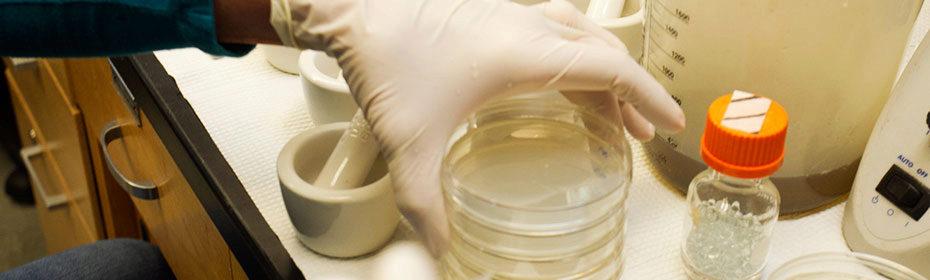 Examination of Petri Dishes